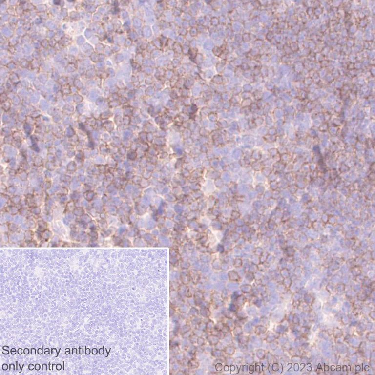 Immunohistochemistry (Formalin/PFA-fixed paraffin-embedded sections) - Anti-CCR9 antibody [EPR26524-59] - BSA and Azide free (AB313774)