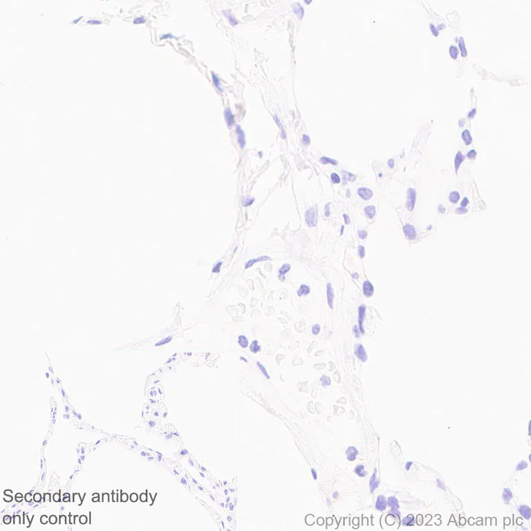 Immunohistochemistry (Formalin/PFA-fixed paraffin-embedded sections) - Anti-CCR9 antibody [EPR26524-59] - BSA and Azide free (AB313774)
