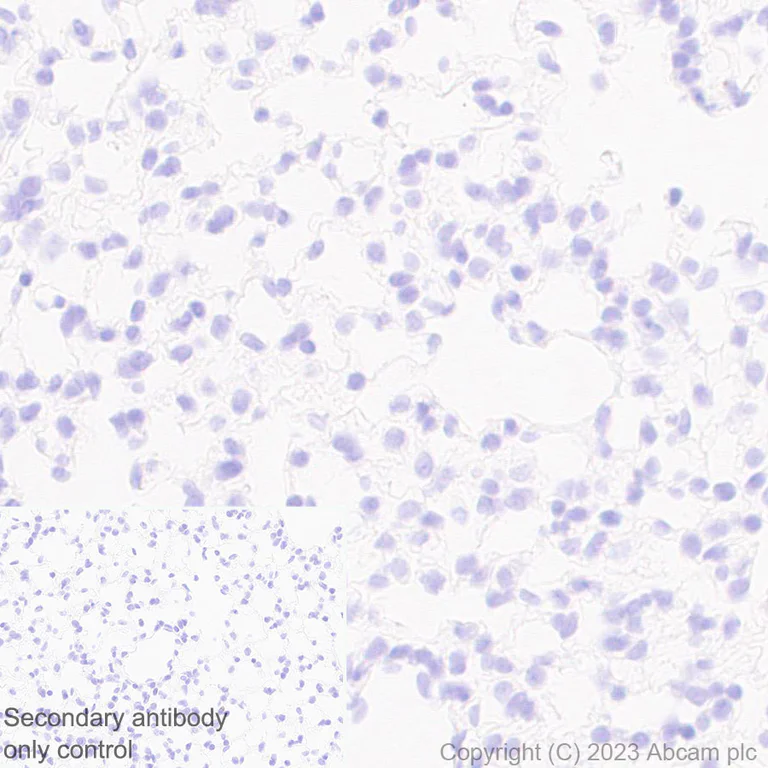 Immunohistochemistry (Formalin/PFA-fixed paraffin-embedded sections) - Anti-CCR9 antibody [EPR26524-59] - BSA and Azide free (AB313774)