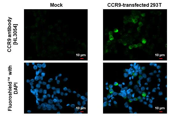 Immunocytochemistry/ Immunofluorescence - Anti-CCR9 antibody [HL3054] - BSA and Azide free (AB325844)