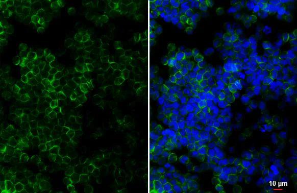 Immunocytochemistry/ Immunofluorescence - Anti-CCR9 antibody [HL3054] - BSA and Azide free (AB325844)