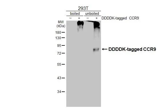 Western blot - Anti-CCR9 antibody [HL3054] - BSA and Azide free (AB325844)