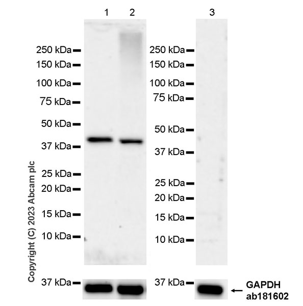 Western blot - Anti-CCR9 antibody [RM2031] (ab315484), expandable thumbnail