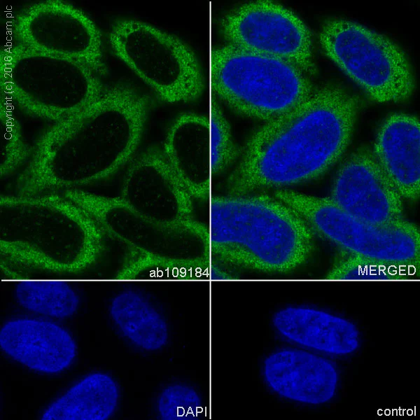 Immunocytochemistry/ Immunofluorescence - Anti-CCT2 antibody [EPR4083] (AB109184)