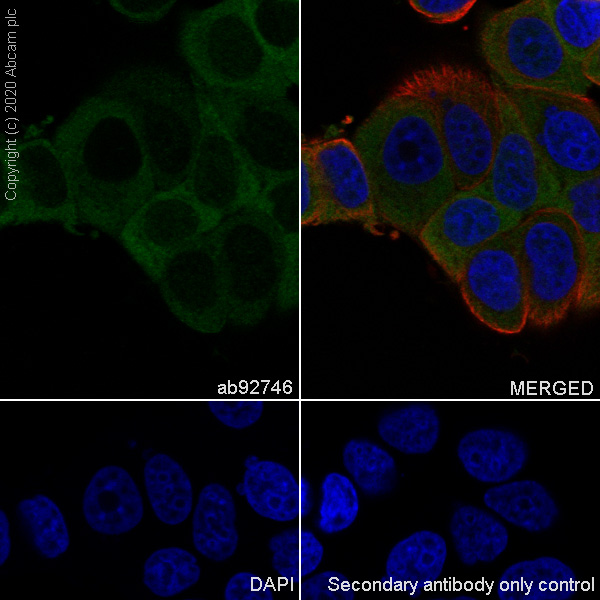 Immunocytochemistry/ Immunofluorescence - Anti-CCT2 antibody [EPR4084] - BSA and Azide free (AB247598), expandable thumbnail
