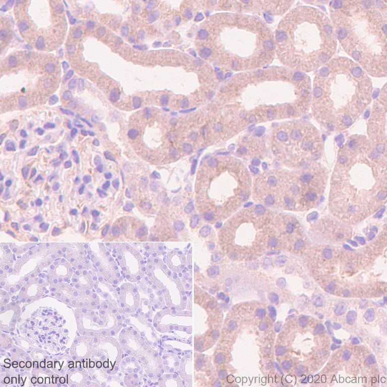 Immunohistochemistry (Formalin/PFA-fixed paraffin-embedded sections) - Anti-CCT2 antibody [EPR4084] - BSA and Azide free (AB247598)