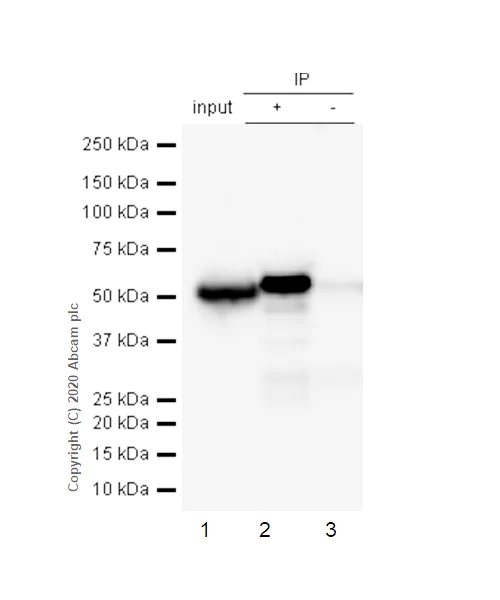 Immunoprecipitation - Anti-CCT2 antibody [EPR4084] - BSA and Azide free (AB247598)