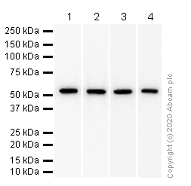 Western blot - Anti-CCT2 antibody [EPR4084] - BSA and Azide free (AB247598), expandable thumbnail