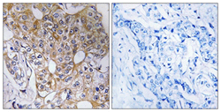 Immunohistochemistry (Formalin/PFA-fixed paraffin-embedded sections) - Anti-CCT6A antibody (AB110905)