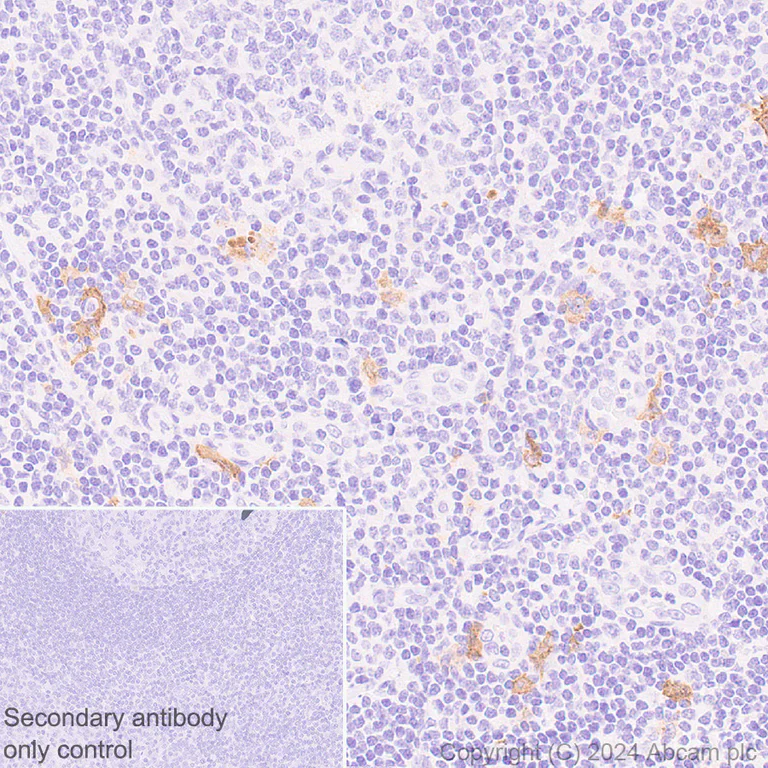Immunohistochemistry (Formalin/PFA-fixed paraffin-embedded sections) - Anti-CCXCR1/XCR1 antibody [CIA207A] (AB317578)