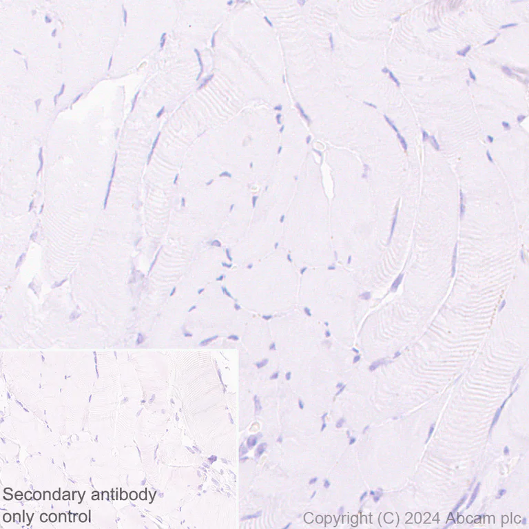 Immunohistochemistry (Formalin/PFA-fixed paraffin-embedded sections) - Anti-CCXCR1/XCR1 antibody [CIA207A] (AB317578)