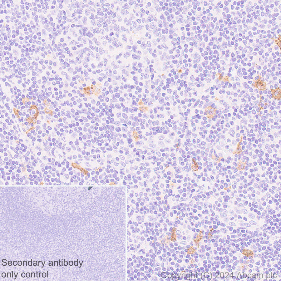 Immunohistochemistry (Formalin/PFA-fixed paraffin-embedded sections) - Anti-CCXCR1/XCR1 antibody [CIA207A] - BSA and Azide free (AB317579)