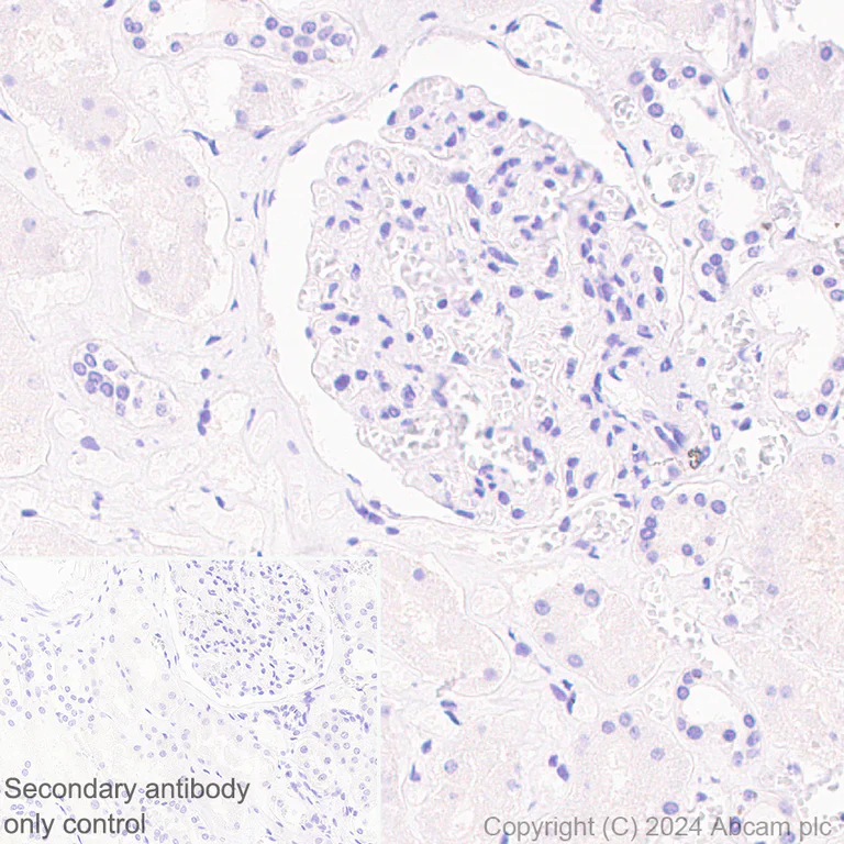 Immunohistochemistry (Formalin/PFA-fixed paraffin-embedded sections) - Anti-CCXCR1/XCR1 antibody [CIA207A] - BSA and Azide free (AB317579)