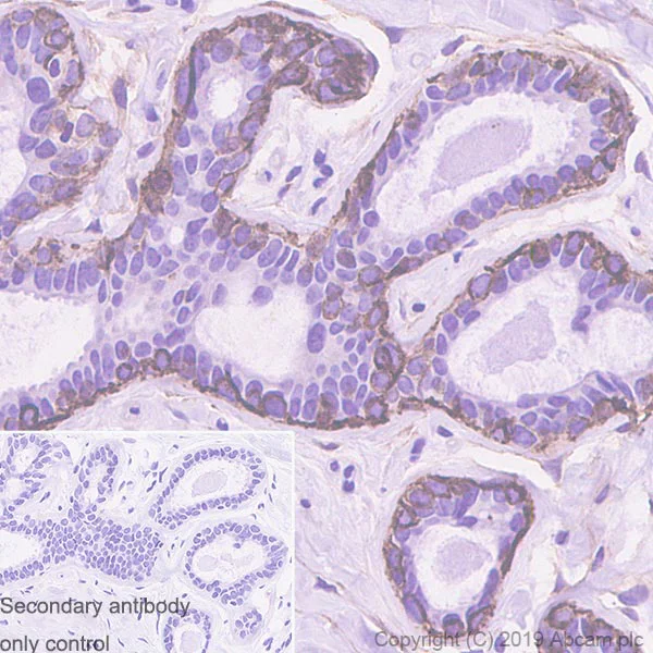 Immunohistochemistry (Formalin/PFA-fixed paraffin-embedded sections) - Anti-CD10 antibody [EPR22865-73] (AB255609)