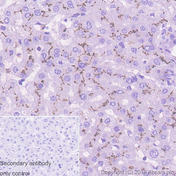 Immunohistochemistry (Formalin/PFA-fixed paraffin-embedded sections) - Anti-CD10 antibody [EPR22865-73] (ab255609), expandable thumbnail