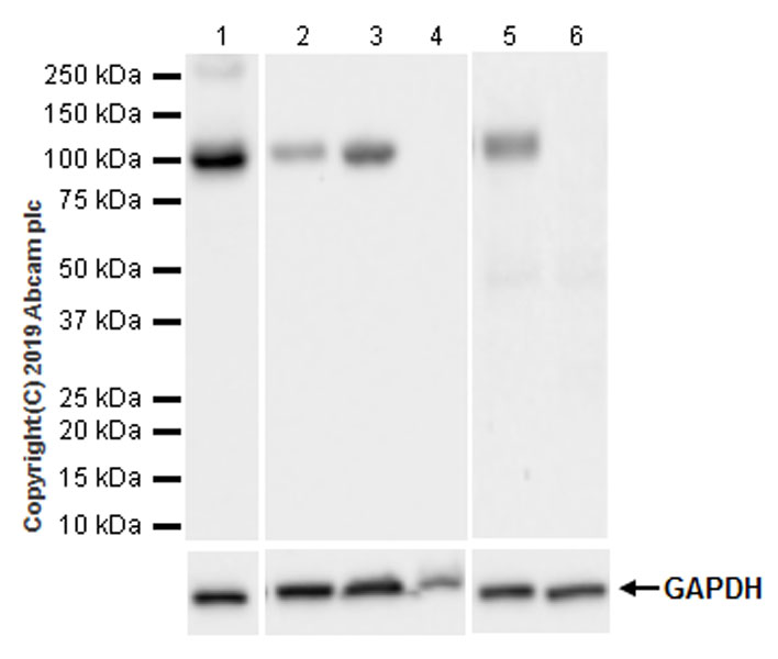 Western blot - Anti-CD10 antibody [EPR22865-73] (AB255609), expandable thumbnail
