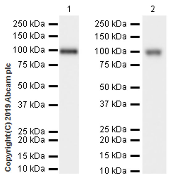 Western blot - Anti-CD10 antibody [EPR22865-73] (ab255609), expandable thumbnail