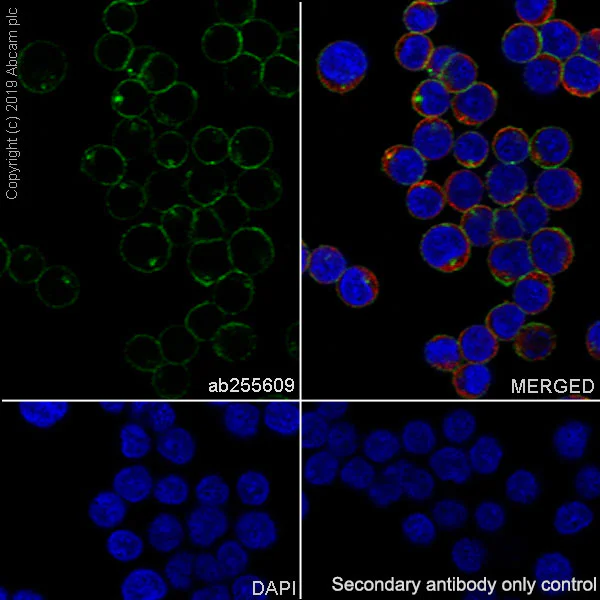 Immunocytochemistry/ Immunofluorescence - Anti-CD10 antibody [EPR22865-73] - BSA and Azide free (AB256767)