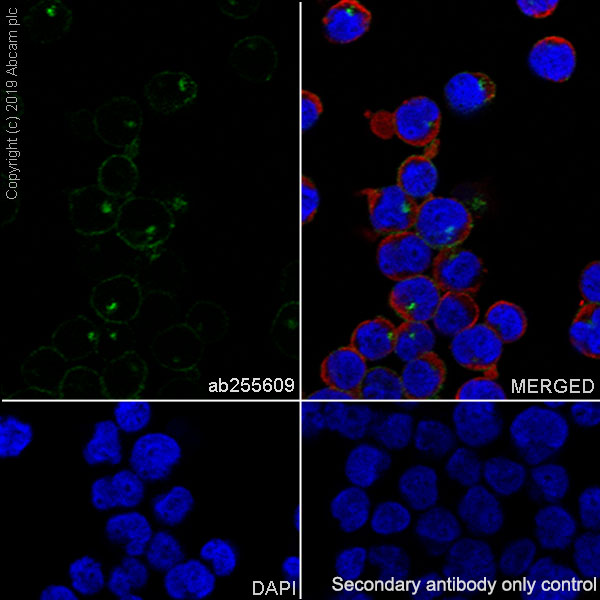 Immunocytochemistry/ Immunofluorescence - Anti-CD10 antibody [EPR22865-73] - BSA and Azide free (AB256767), expandable thumbnail