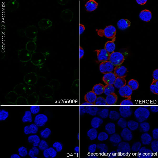 Immunocytochemistry/ Immunofluorescence - Anti-CD10 antibody [EPR22865-73] - BSA and Azide free (AB256767)