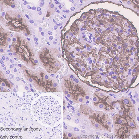 Immunohistochemistry (Formalin/PFA-fixed paraffin-embedded sections) - Anti-CD10 antibody [EPR22865-73] - BSA and Azide free (AB256767)