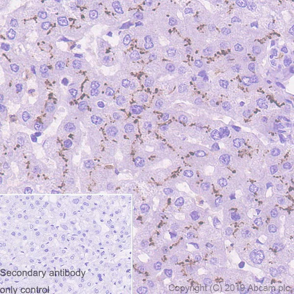 Immunohistochemistry (Formalin/PFA-fixed paraffin-embedded sections) - Anti-CD10 antibody [EPR22865-73] - BSA and Azide free (AB256767)