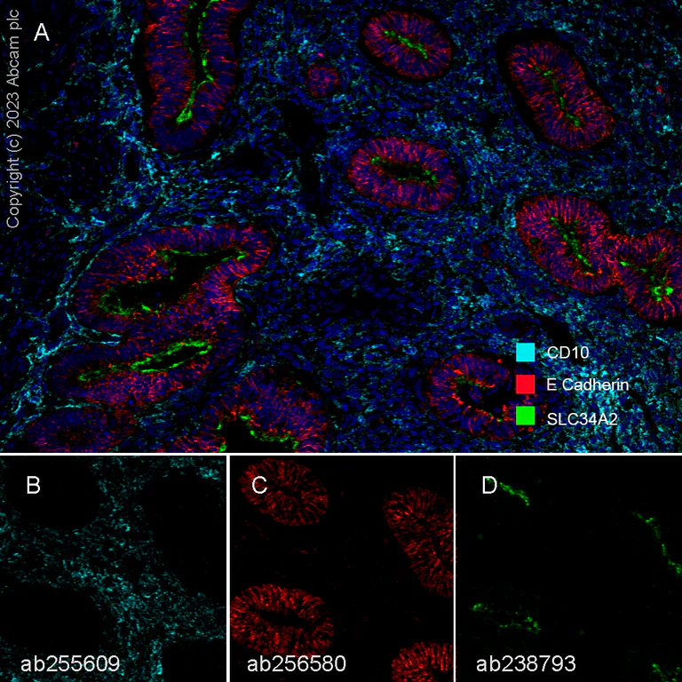 Multiplex immunohistochemistry - Anti-CD10 antibody [EPR22865-73] - BSA and Azide free (AB256767)
