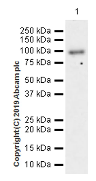 Western blot - Anti-CD10 antibody [EPR22865-73] - BSA and Azide free (AB256767)