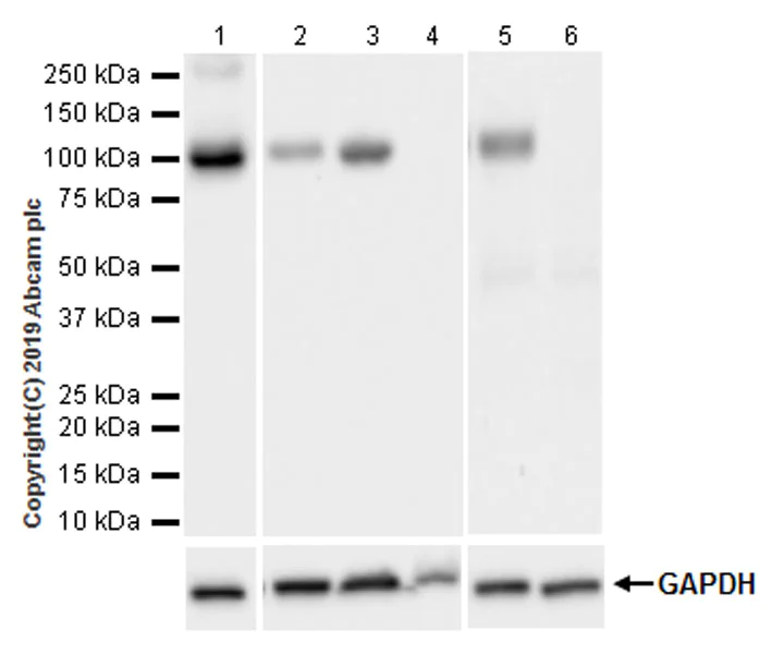 Western blot - Anti-CD10 antibody [EPR22865-73] - BSA and Azide free (AB256767)