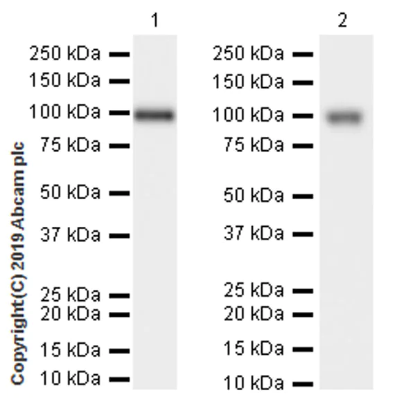 Western blot - Anti-CD10 antibody [EPR22865-73] - BSA and Azide free (AB256767)