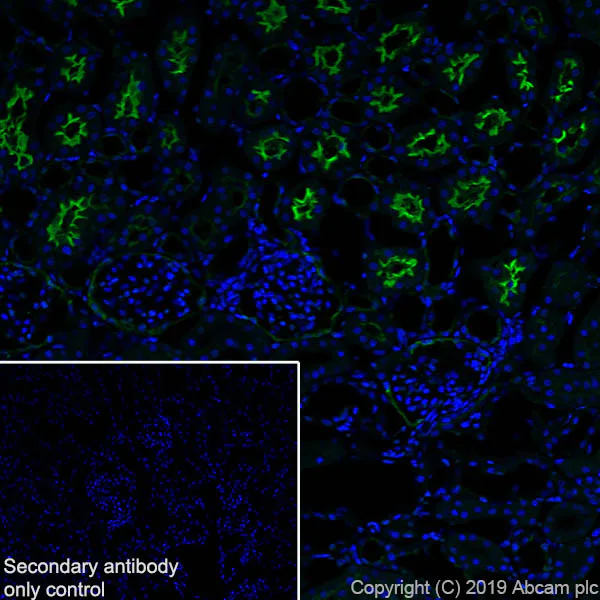 Immunohistochemistry (Frozen sections) - Anti-CD10 antibody [EPR22867-118] (AB256494)