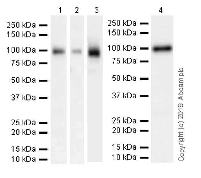 Western blot - Anti-CD10 antibody [EPR22867-118] (AB256494)