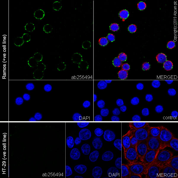 Immunocytochemistry/ Immunofluorescence - Anti-CD10 antibody [EPR22867-118] - BSA and Azide free (ab261729), expandable thumbnail