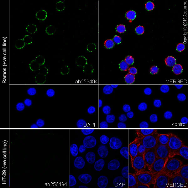 Immunocytochemistry/ Immunofluorescence - Anti-CD10 antibody [EPR22867-118] - BSA and Azide free (AB261729)