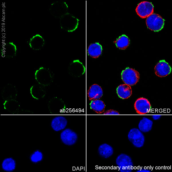 Immunocytochemistry/ Immunofluorescence - Anti-CD10 antibody [EPR22867-118] - BSA and Azide free (AB261729), expandable thumbnail