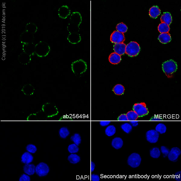 Immunocytochemistry/ Immunofluorescence - Anti-CD10 antibody [EPR22867-118] - BSA and Azide free (AB261729), expandable thumbnail