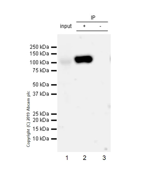Immunoprecipitation - Anti-CD10 antibody [EPR22867-118] - BSA and Azide free (AB261729)