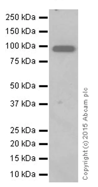 Western blot - Anti-CD10 antibody [EPR5904-110] (AB208778)
