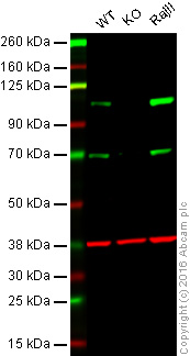 Western blot - Anti-CD10 antibody [EPR5904-110] (AB208778), expandable thumbnail