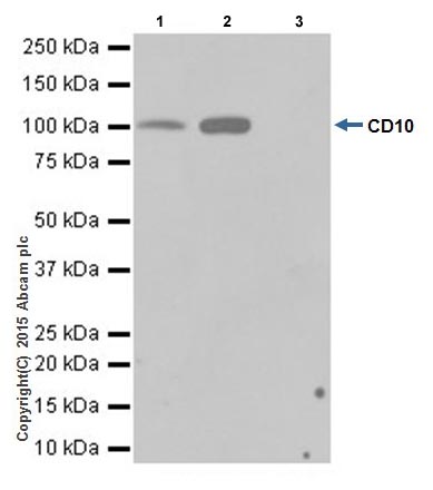 Immunoprecipitation - Anti-CD10 antibody [EPR5904-110] - BSA and Azide free (AB271985), expandable thumbnail