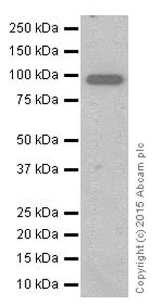 Western blot - Anti-CD10 antibody [EPR5904-110] - BSA and Azide free (AB271985)