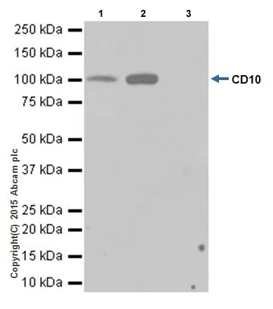 Immunoprecipitation - Anti-CD10 antibody [EPR5904-110] - Low endotoxin, Azide free (AB222225)