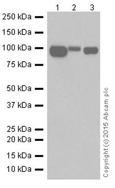 Western blot - Anti-CD10 antibody [EPR5904-110] - Low endotoxin, Azide free (AB222225)