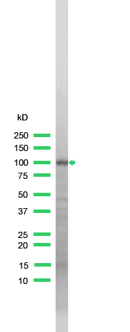 Western blot - Anti-CD10 antibody [SP67] (AB227640), expandable thumbnail