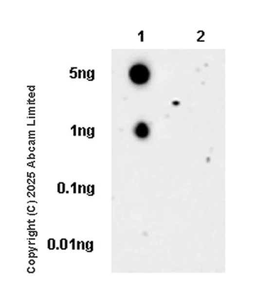 Dot Blot - Anti-CD101 antibody [EPR28974-15] (AB325180)