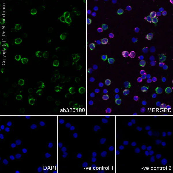 Immunocytochemistry/ Immunofluorescence - Anti-CD101 antibody [EPR28974-15] (AB325180)