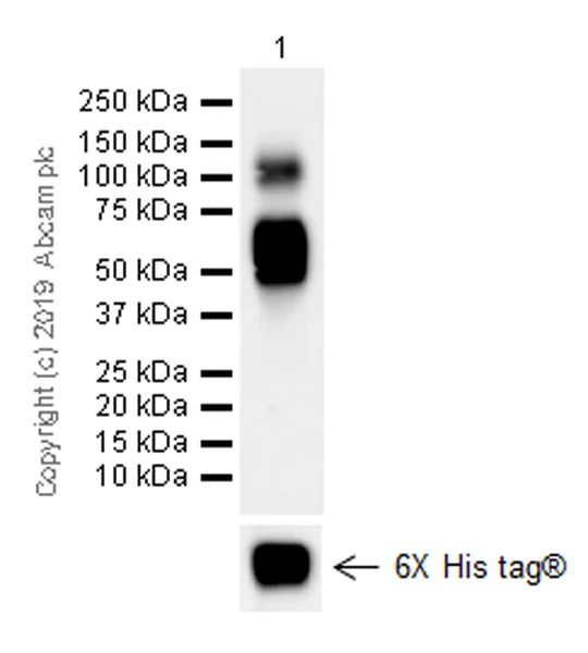 Western blot - Anti-CD103 antibody [EPR22590-27] (AB224202)
