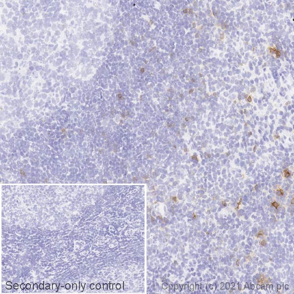 Immunohistochemistry (Frozen sections) - Anti-CD103 antibody [SP301] (AB227697), expandable thumbnail
