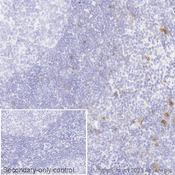 Immunohistochemistry (Frozen sections) - Anti-CD103 antibody [SP301] (AB227697)
