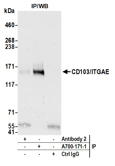Immunoprecipitation - Anti-CD103/ITGAE antibody [BLR171J] - BSA free (AB314101)